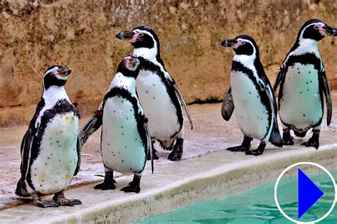 cotswold wildlife park webcam|Live Penguin Cam : Cotswold Wildlife Park and Gardens